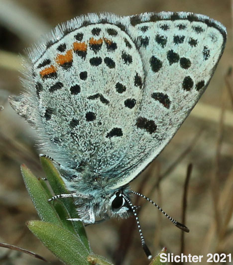 Columbia Dotted Blue: Euphilotes columbiae