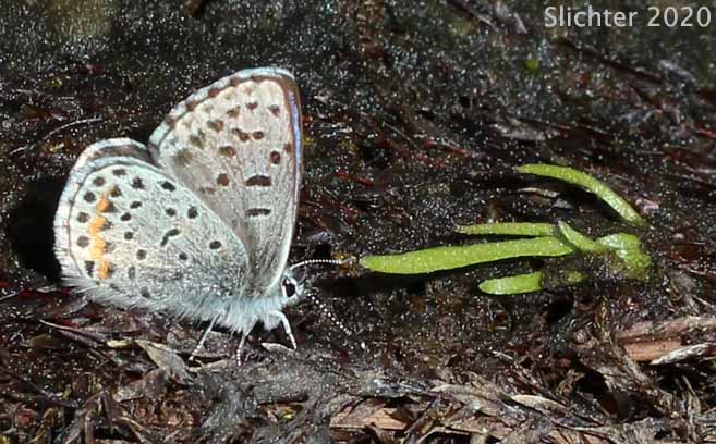 Columbia Dotted Blue: Euphilotes columbiae