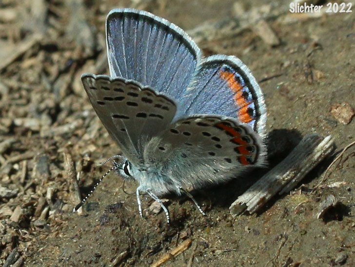 Acmon Blue: Icaricia acmon