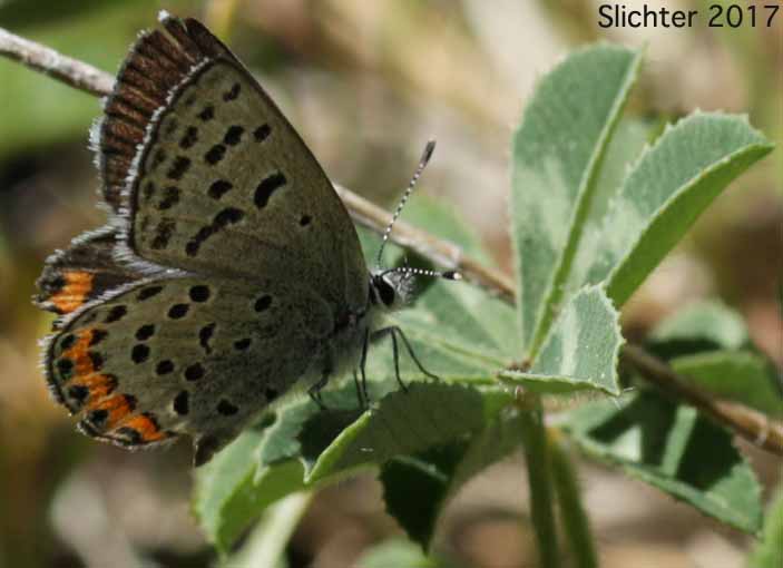 Acmon Blue: Icaricia acmon