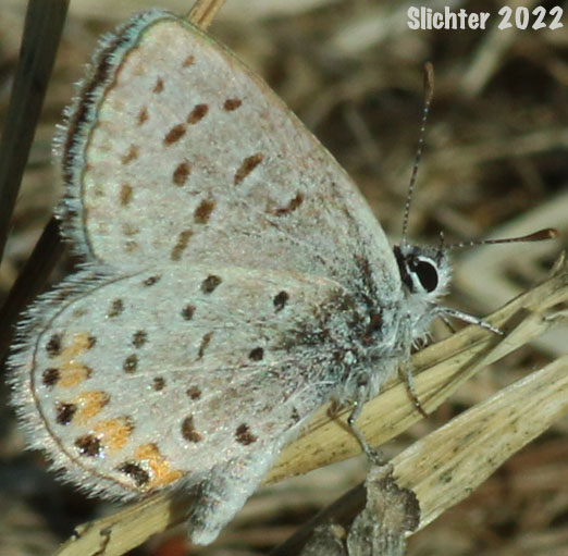 Acmon Blue: Icaricia acmon
