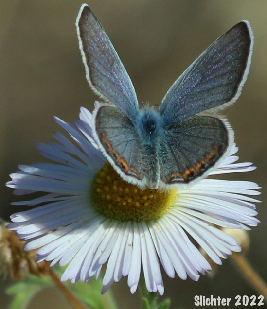 Acmon Blue: Icaricia acmon