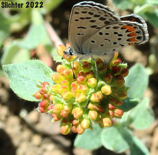 Lupine Blue: Icaricia lupini on Eriogonum umbellatum var. modocense