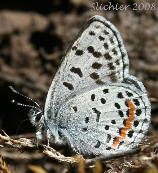Square-spotted Blue: Euphilotes battoides