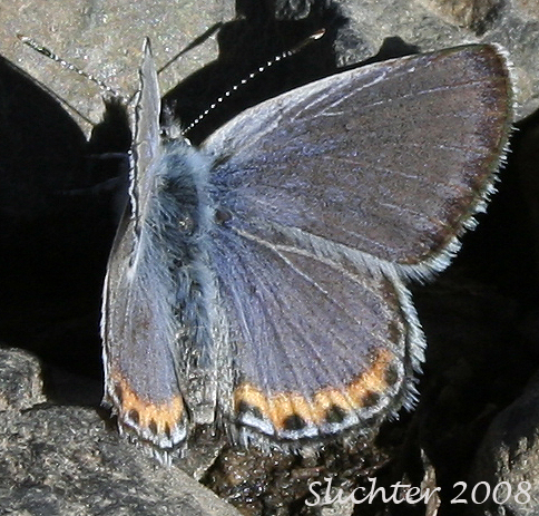 Square-spotted Blue