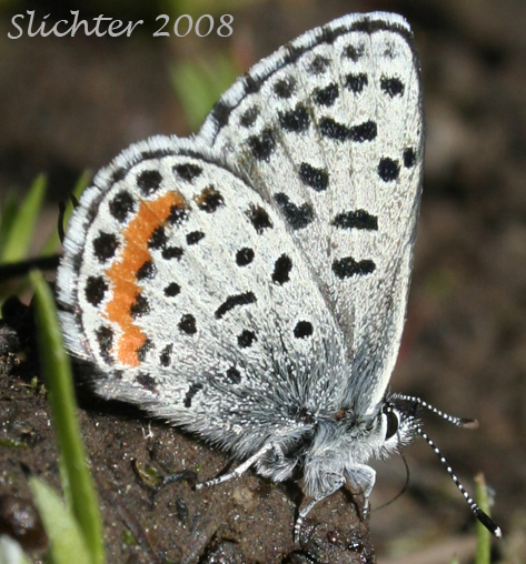 Square-spotted blue (ventral wings)