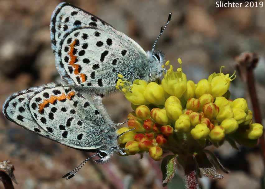 Summit Blue: Euphilotes glaucon