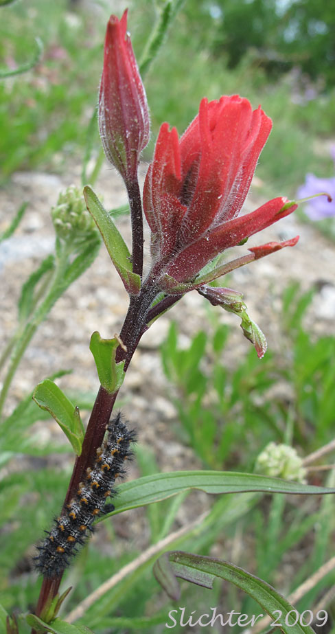 Unidentified caterpillar 25