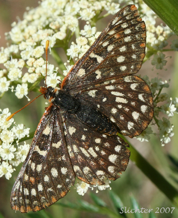 Chalcedona Checkerspot, Snowberry Checkerspot: Euphydryas chalcedona