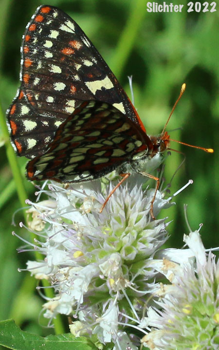 Chalcedona Checkerspot, Snowberry Checkerspot: Euphydryas chalcedona
