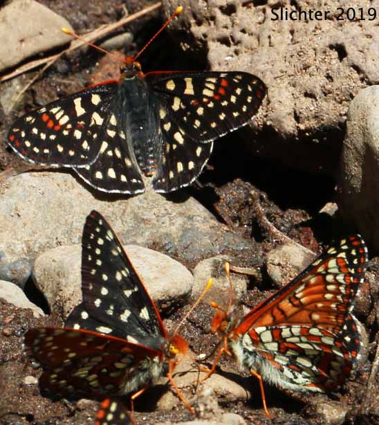 Chalcedona Checkerspot, Snowberry Checkerspot: Euphydryas chalcedona