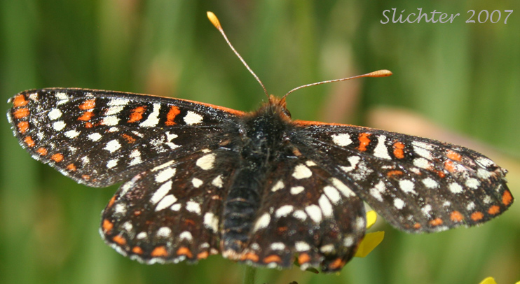 Chalcedona Checkerspot, Snowberry Checkerspot: Euphydryas chalcedona