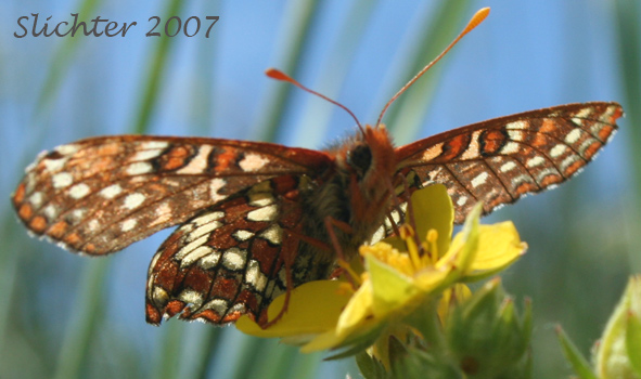Chalcedona Checkerspot, Snowberry Checkerspot: Euphydryas chalcedona