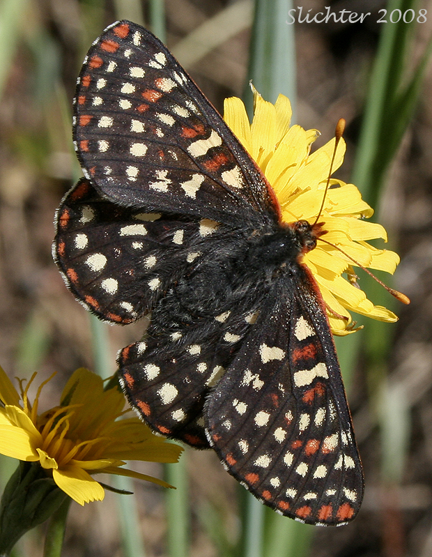 Chalcedona Checkerspot, Snowberry Checkerspot: Euphydryas chalcedona