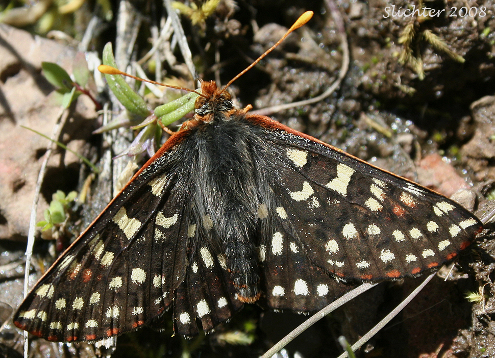 Chalcedona Checkerspot, Snowberry Checkerspot: Euphydryas chalcedona