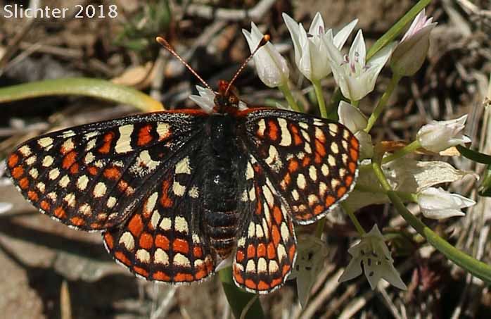 Edith's Checkerspot: Euphydryas editha