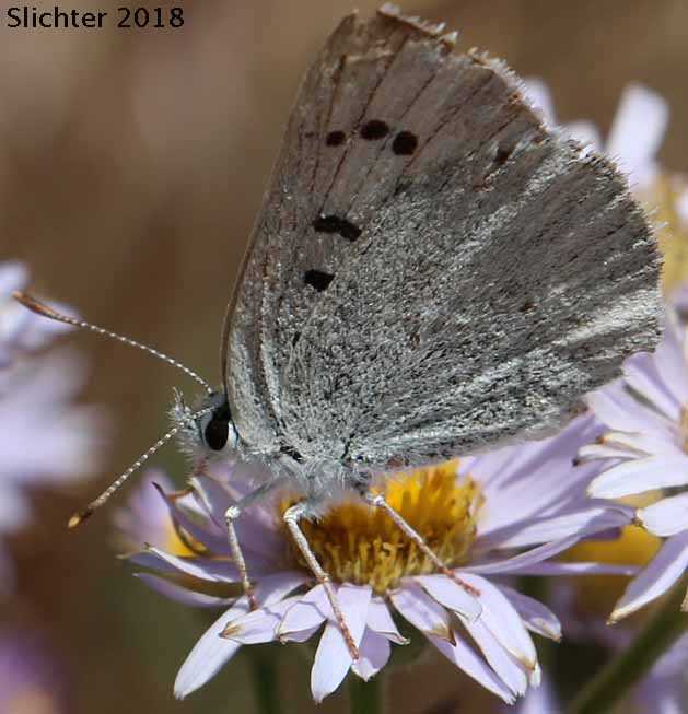 Blue Copper: Lycaena heteronea