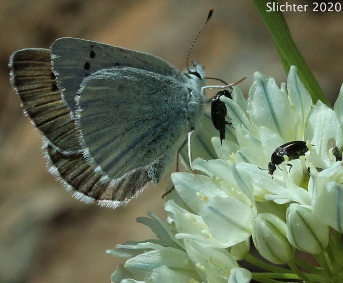 Blue Copper: Lycaena heteronea