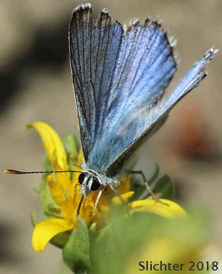 Blue Copper: Lycaena heteronea