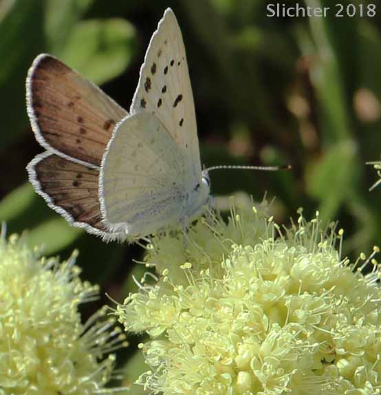 Blue Copper: Lycaena heteronea