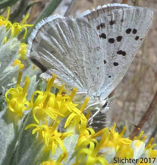 Blue Copper: Lycaena heteronea