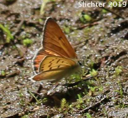 Lilac-bordered Copper: Lycaena nivalis