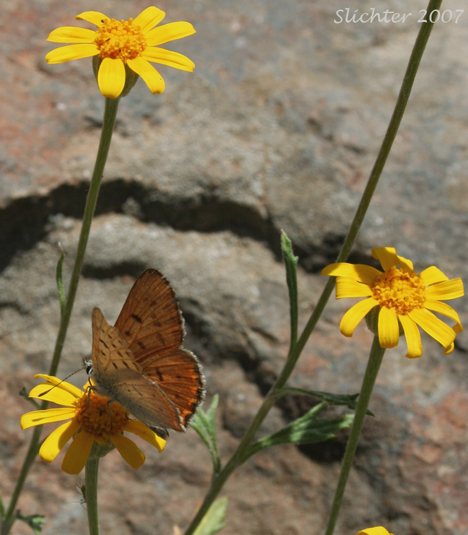 Lilac-bordered Copper: Lycaena nivalis