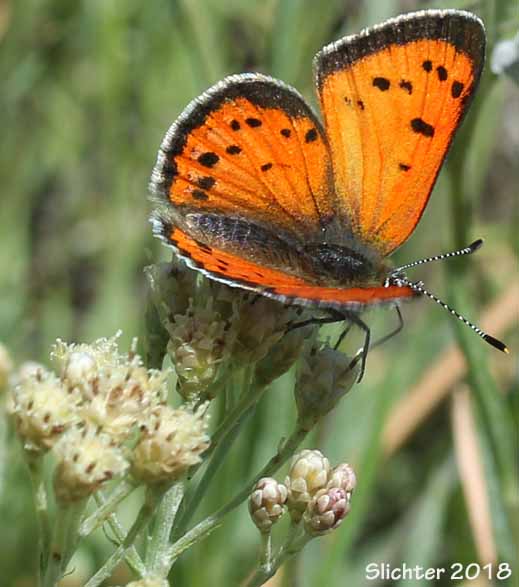 Lustrous Copper: Lycaena cuprea