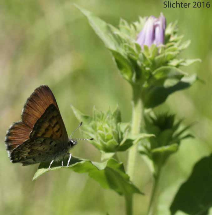 Mariposa Copper: Lycaena mariposa