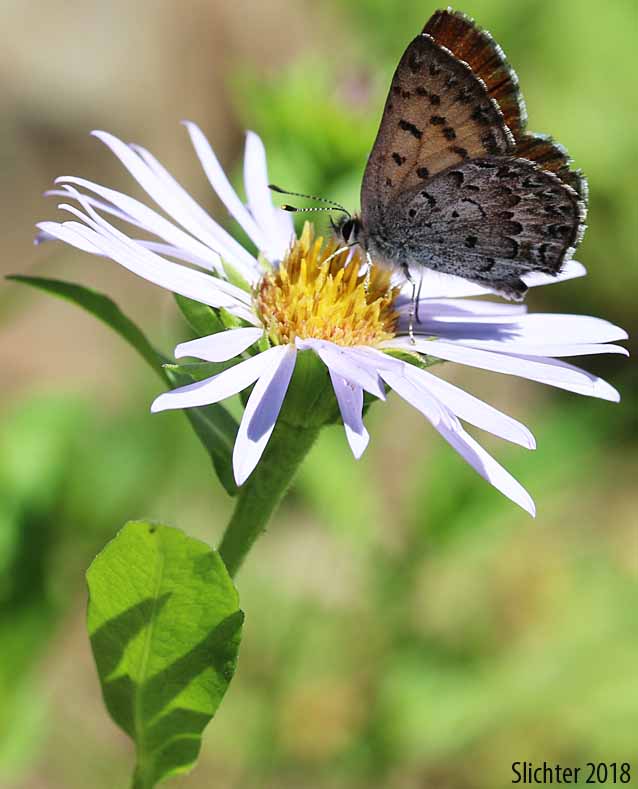 Mariposa Copper: Lycaena mariposa