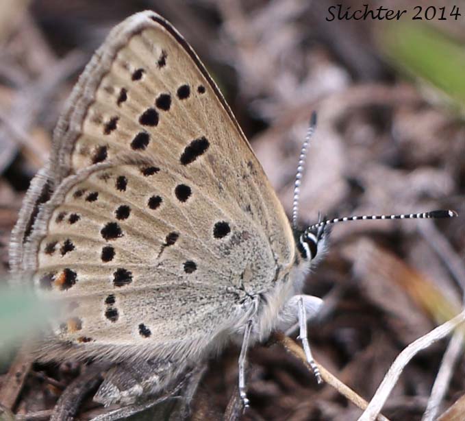 Ruddy Copper: Lycaena rubida