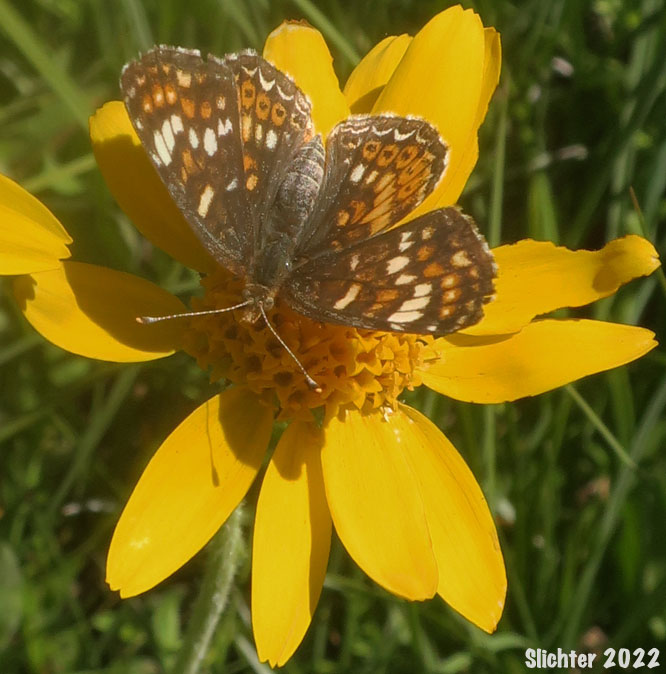 California Crescent: Phyciodes orseis