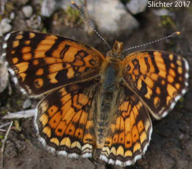 Mylitta Crescent: Phyciodes mylitta