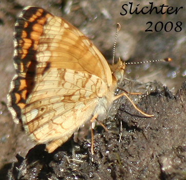 Ventral wing surfaces of a Mylitta Crescent: Phyciodes mylitta