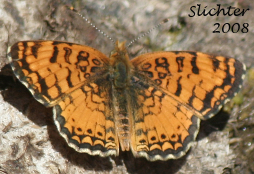 Mylitta Crescent: Phyciodes mylitta