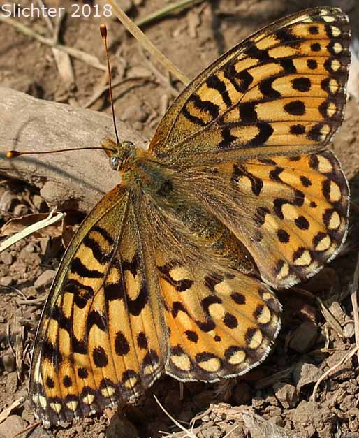 Callippe Fritillary: Speyeria callippe