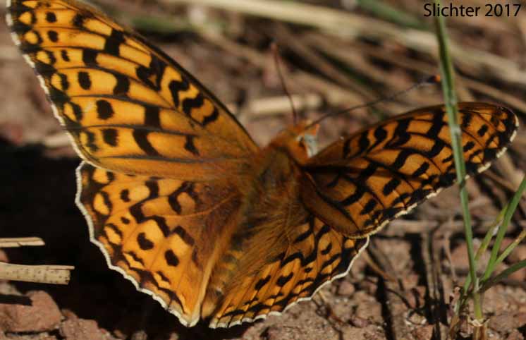 Coronis Fritillary: Speyeria coronis