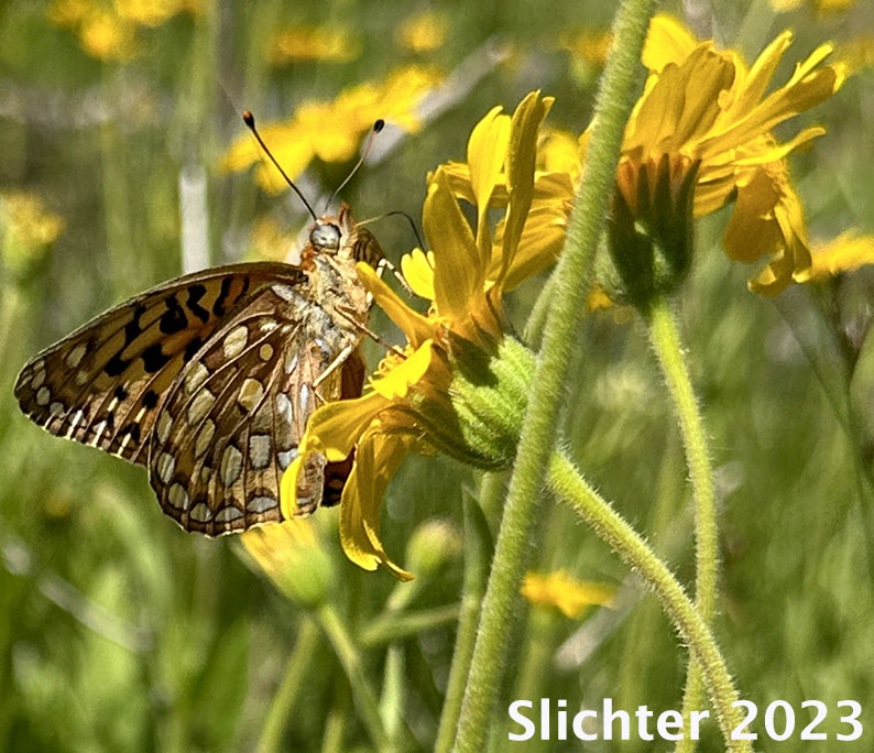 Coronis Fritillary: Speyeria coronis nectaring upon Arnica sororia