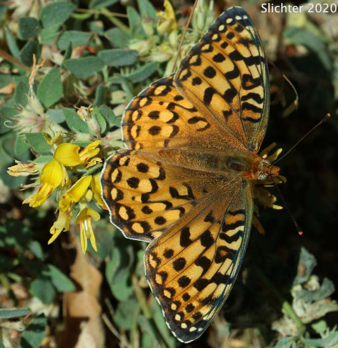 Coronis Fritillary: Speyeria coronis