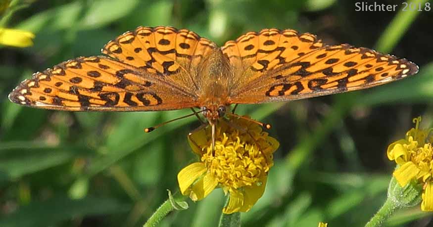 Mormon Fritillary: Speyeria mormonia