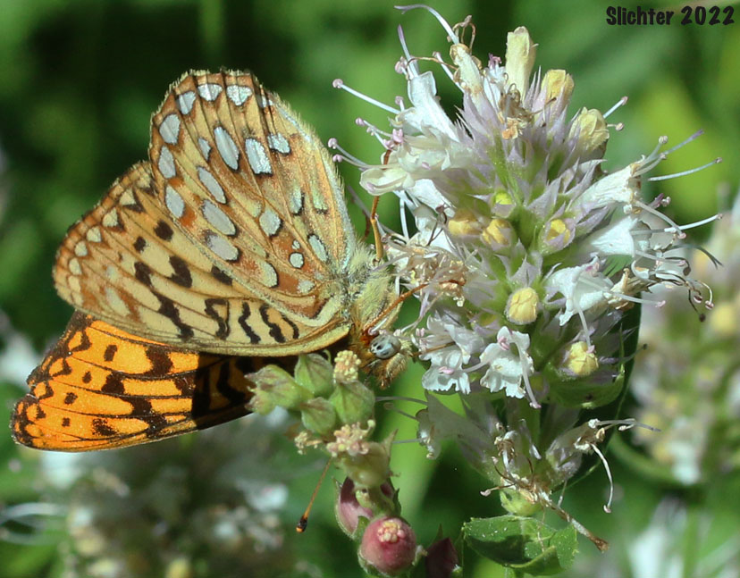 Zerene Fritillary: Speyeria zerene