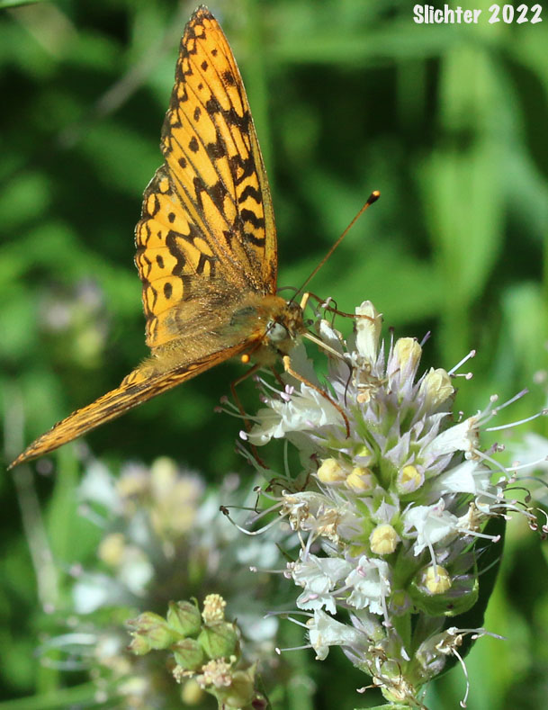Zerene Fritillary: Speyeria zerene