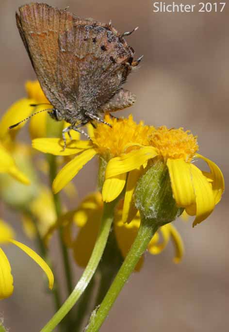 Cedar Hairstreak: Mitoura grynea