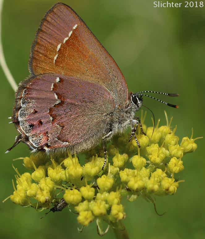 Cedar Hairstreak: Mitoura grynea