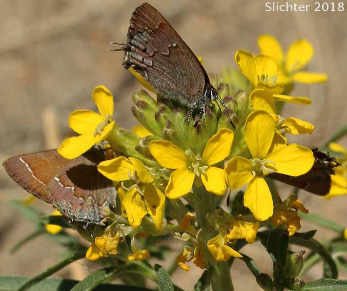 Cedar Hairstreak: Mitoura grynea