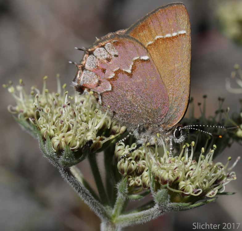 Cedar Hairstreak: Mitoura grynea