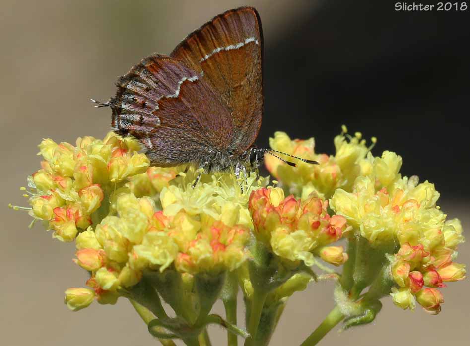 Cedar Hairstreak: Mitoura grynea