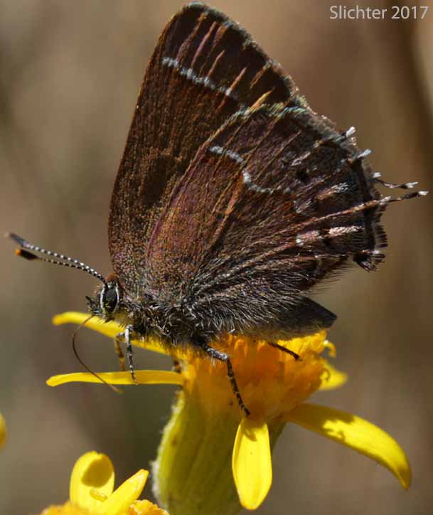 Cedar Hairstreak: Mitoura grynea