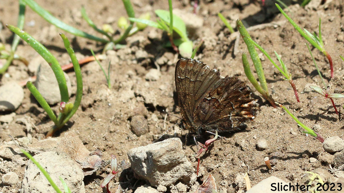 Western Pine Elfin: Incisalia eryphon