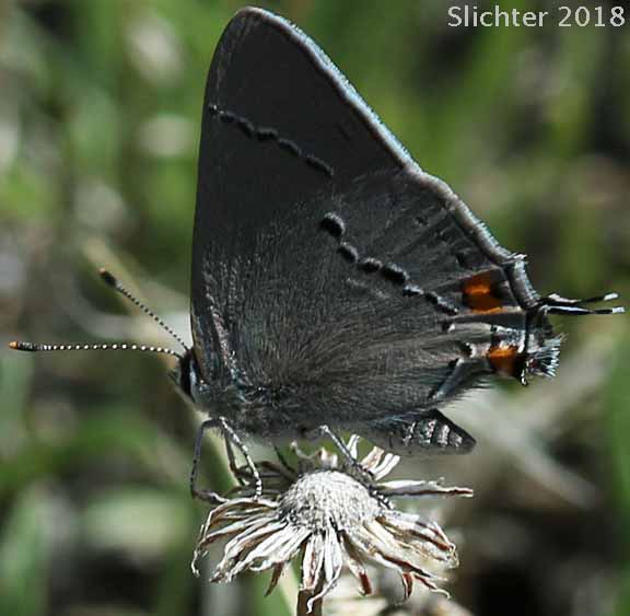 Gray Hairstreak: Strymon melinus